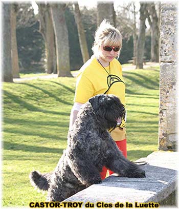 bouvier des flandres du clos de la luette - copyright déposé